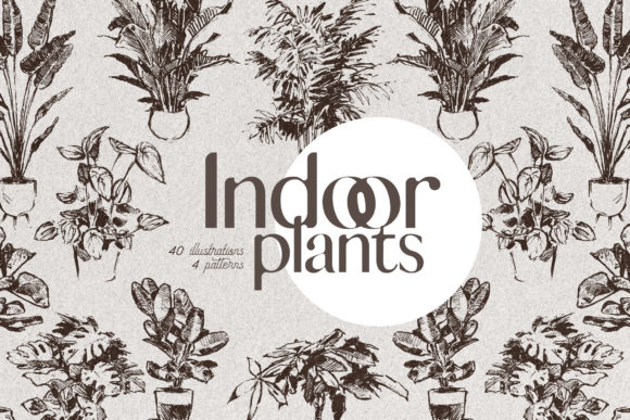 Download Indoor Plants - Home Greenery - Premium Bundle
